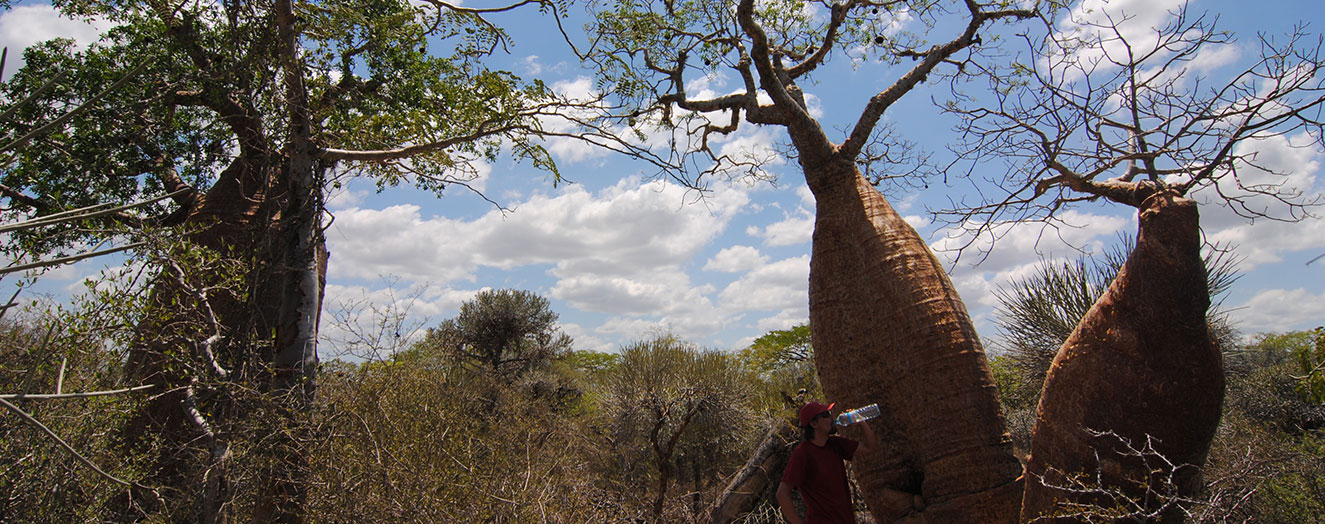 The Baobab trees are characteristic for the Madagascar’s dry regions, Mahafaly Plateau Photo: J. Haertel