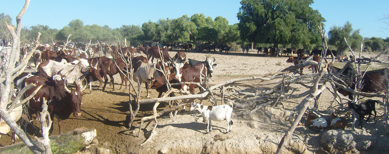 Zebus not only serve as working animals and a source of meat but also represent a status symbol and an investment Photo: D. Plugge