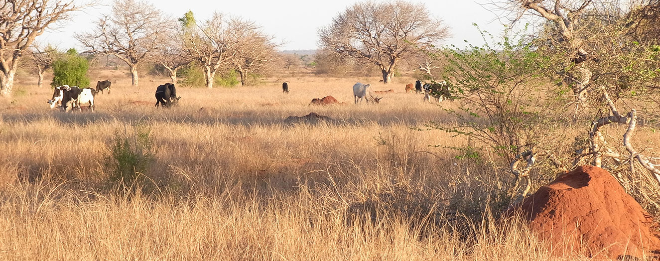 Cattle grazing on the Mahafaly Plateau Photo: J. Goetter