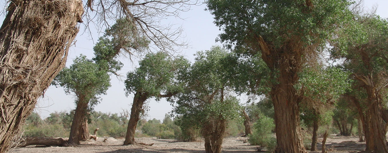 Euphrates poplars depend on regular flooding Photo: P. Keilholz