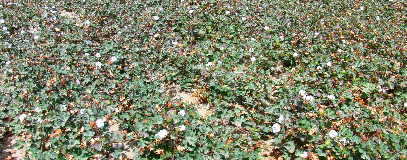 Baumwolle, das landwirtschaftliche Hauptprodukt in Xinjiang Foto: C. Weik