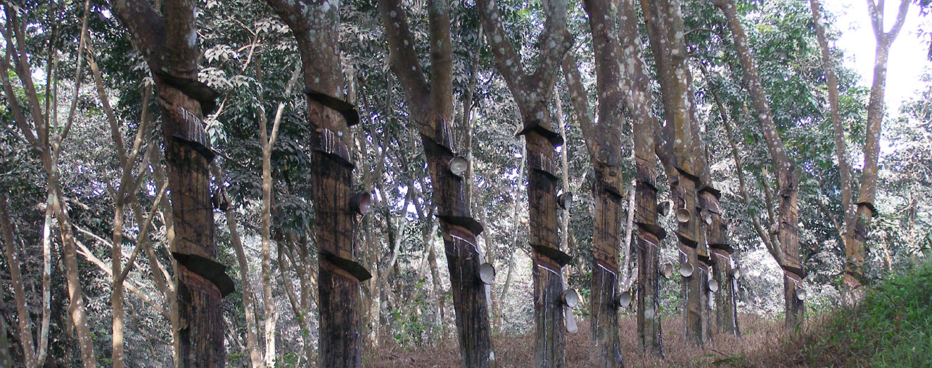 Undergrowth killed off by herbicides in a rubber plantation Photo: G. Langenberger