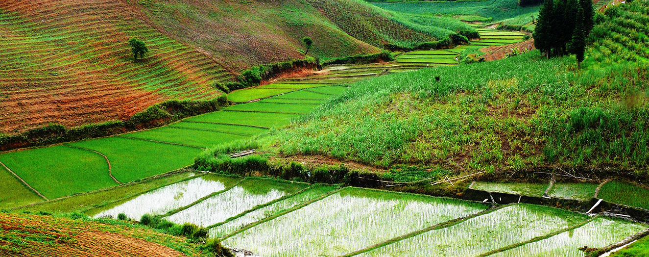 Rice paddy and harvested corn field Photo: J. Liu