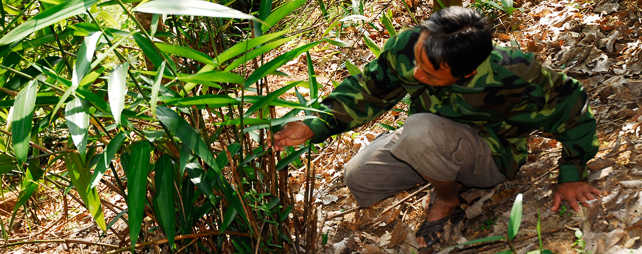 <i>Alpinia oxyphylla</i>,  eine Medizinalpflanze als Unterbau in einer Kautschukplantage  Foto: G. Langenberger