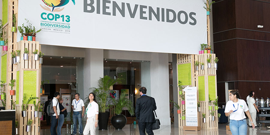 Conference of the Parties (COP 13) of the CBD at the end of 2016, Mexico Photo: K. Worth / IISDENB