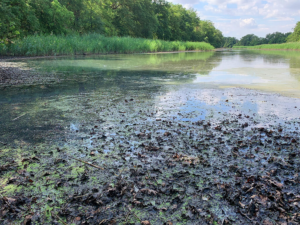 Magdeburger Kreuzhorst im Juli 2025, Alte Elbe zwischen Pechau und Magdeburg © Karsten Rinke / UFZ