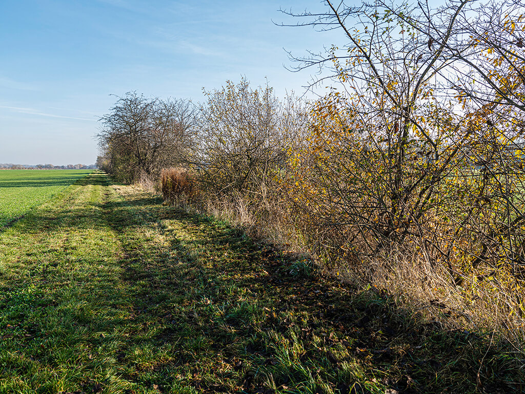 Hedges as renaturation measures ©André Künzelmann / UFZ