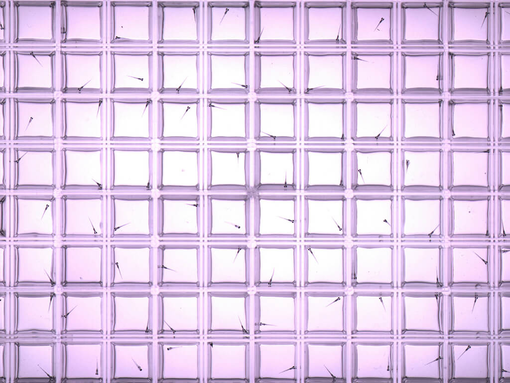 Zebrafisch-Larven in Versuchsplatte für Schwimmverhaltenstest Foto: Sebastian Gutsfeld / UFZ