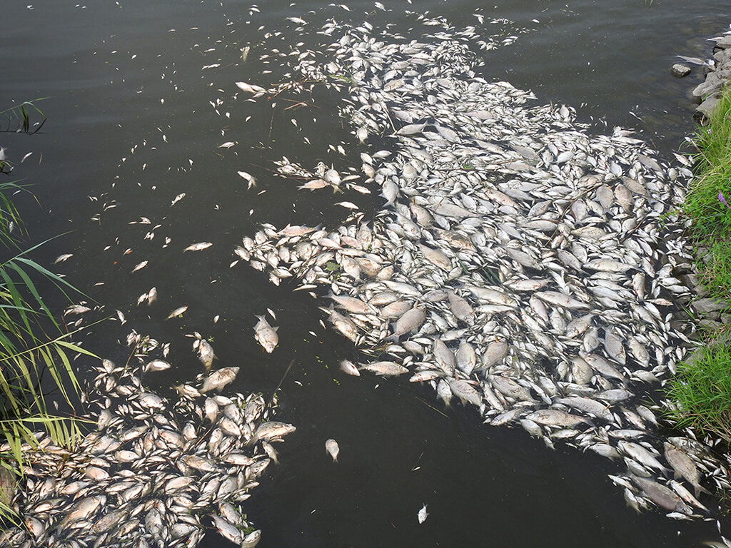 Fish mortality on the River Oder in summer 2022 Photo: Luc De Meester / IGB