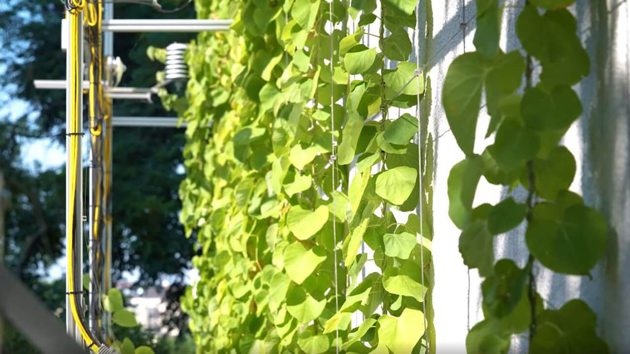 Facade greening ©Sachsenfernsehen