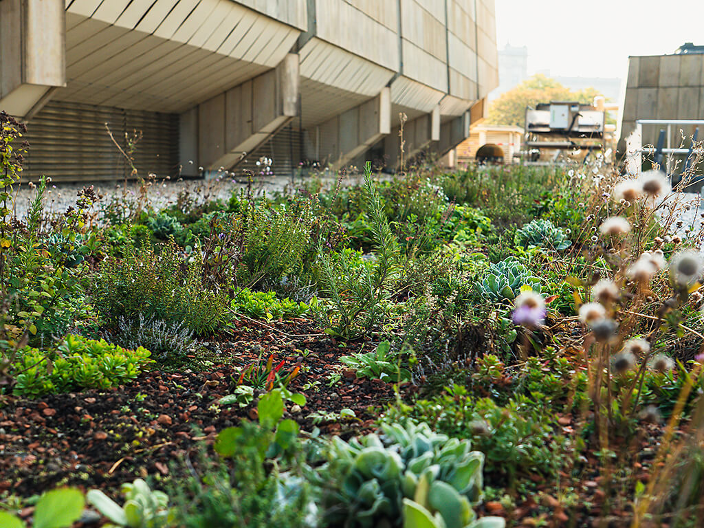 Green roof on Gewandhaus in Leipzig ©Martin Seifert