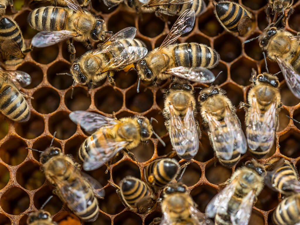Honey Bees ©André Künzelmann / UFZ